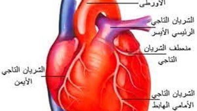 سرعة ضـربات القلــــب أو رفـرفة القـلب من المشكلات الصـــحية الشائعة طرق تهدئة ضربات القلـب 