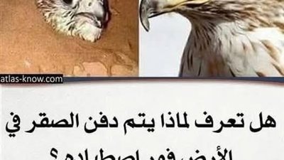 لماذا يدفن الصيادون الصقر بالتراب فور اصطياده ورشه بالماء البارد