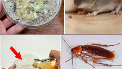 3 طــــرق بسيـــطة للتــخلص من الفئـــران , وتبعـدها عن منـزلك نهائي ولن تـــراها مرة اخـــرى  