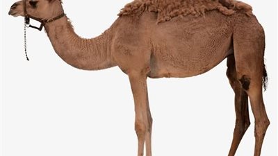 لماذا نتوضى بعد اكل لحم الجمل