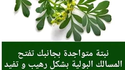 يعتبر التهاب المسالك البولية من أكثر المشاكل شيوعًا لدى النساء والرجال.. نبتة متواجدة بجانبك تعالج المسالك البولية بشكل رهيب وتفيد في علاج مشاكل التبول.