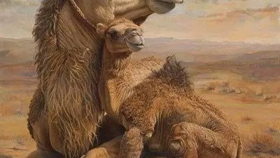 اشترى النبي محمد صلى الله عليه وسلم قعود