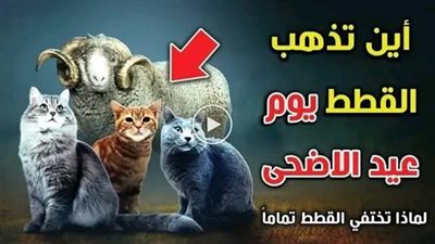 لماذا تختفي القطط تماما يوم عيد الاضحى واين تختفي اجابة ستدهشك
