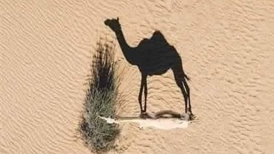 دخل جمل على رسول الله 